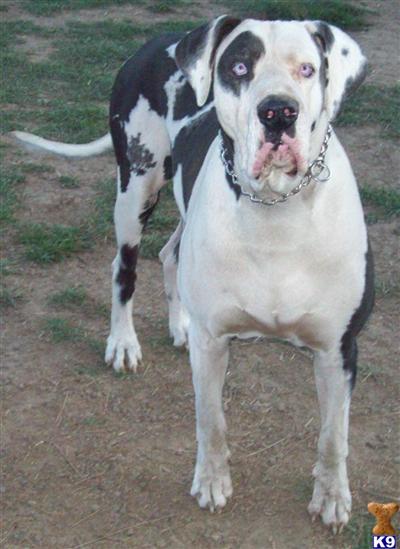 Stud Dogs - Great Dane
